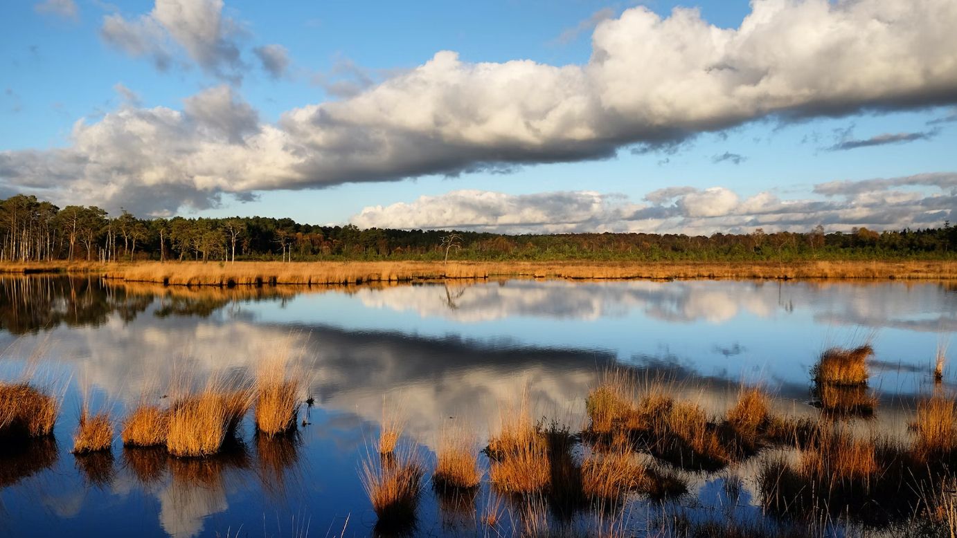 Related Article preview